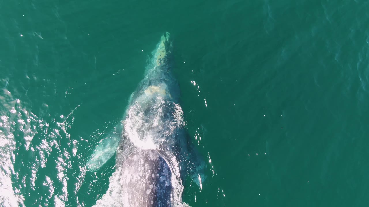 A humpback whale surfaces near the left side of the frame in turquoise water at Buzzards Beach, Baja California Sur, Mexico, with white splash around its back and no visible people.