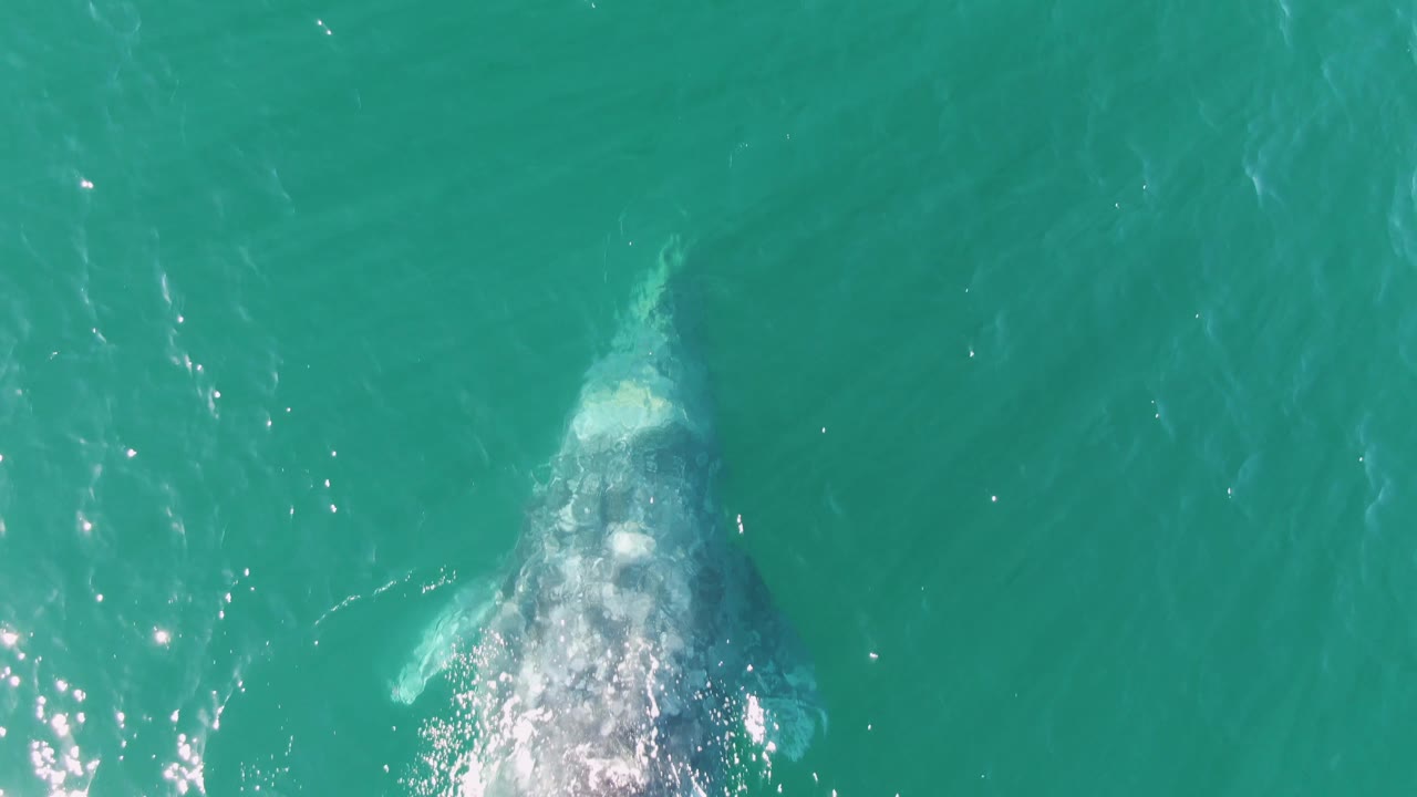 The whale remains visible below the surface in turquoise water at Buzzards Beach, Baja California Sur, Mexico, with a pale splash trail and no visible people.