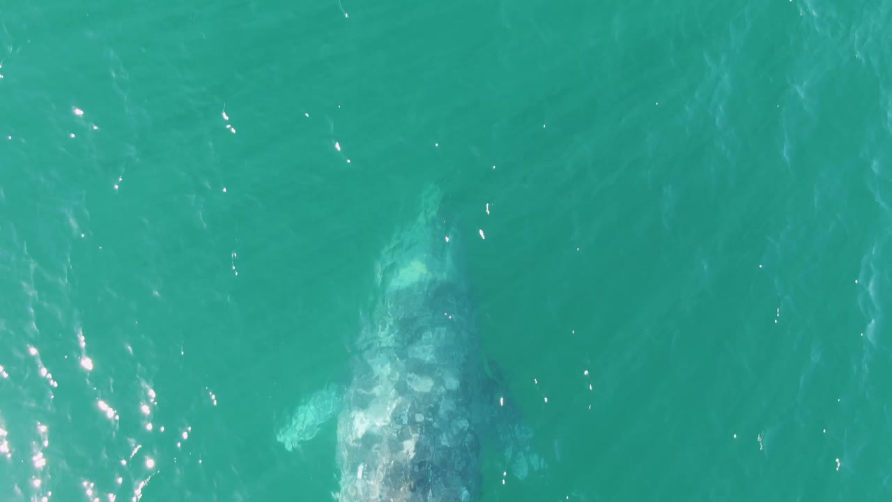 A fading outline of the humpback whale sits under rippled turquoise water at Buzzards Beach, Baja California Sur, Mexico, with bright surface glints and no visible people.