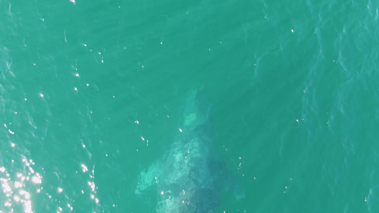 The whale appears as a very faint underwater silhouette near the left side of the turquoise ocean at Buzzards Beach, Baja California Sur, Mexico, with no visible people.