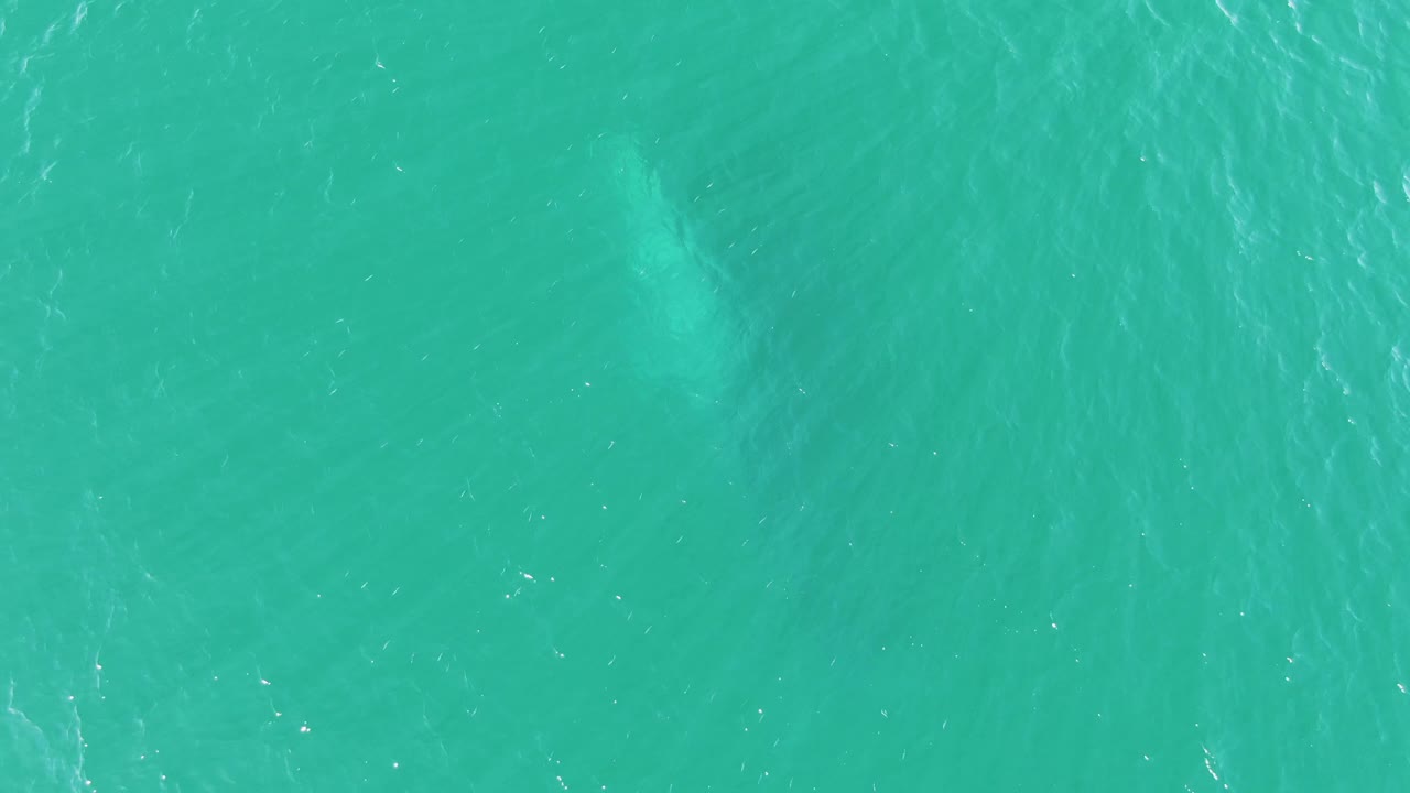 At Buzzards Beach in Baja California Sur, a faint pale whale shape sits below the turquoise ocean surface with small ripples and no visible people.