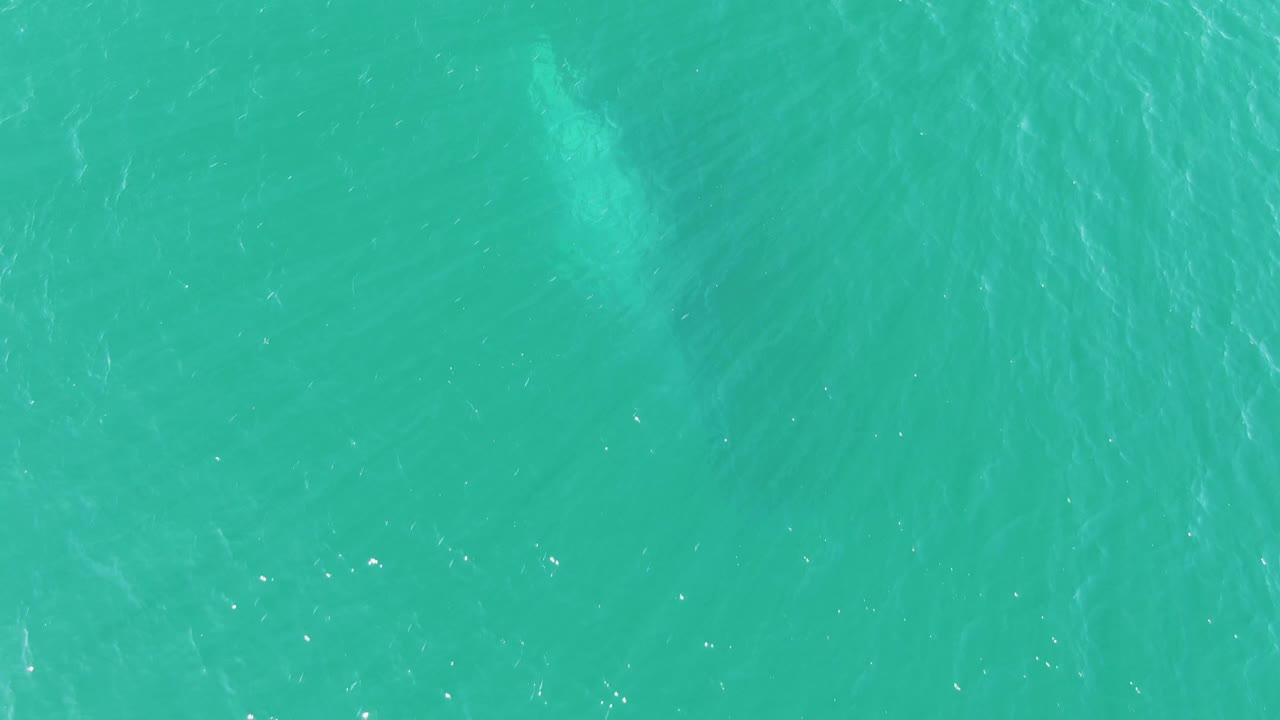 At Buzzards Beach in Baja California Sur, the whale appears slightly clearer beneath rippled turquoise water, with pale body highlights and no visible people.