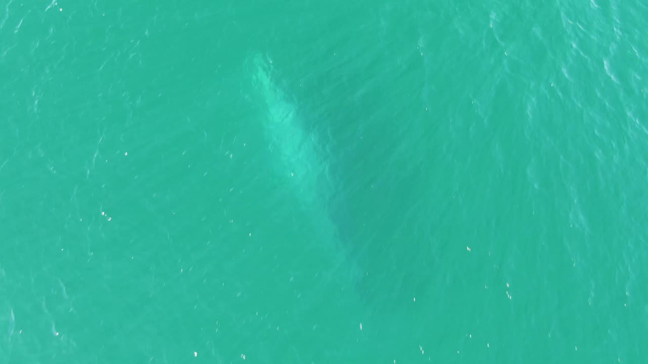 At Buzzards Beach in Baja California Sur, a pale whale form is visible under clear turquoise water, with bright surface flecks and no visible people.