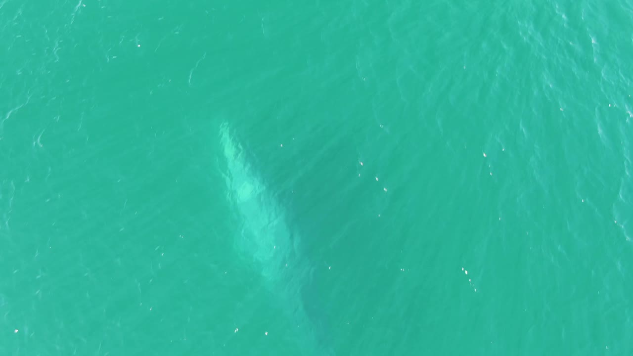 Whale passing beneath turquoise water with bright surface texture.