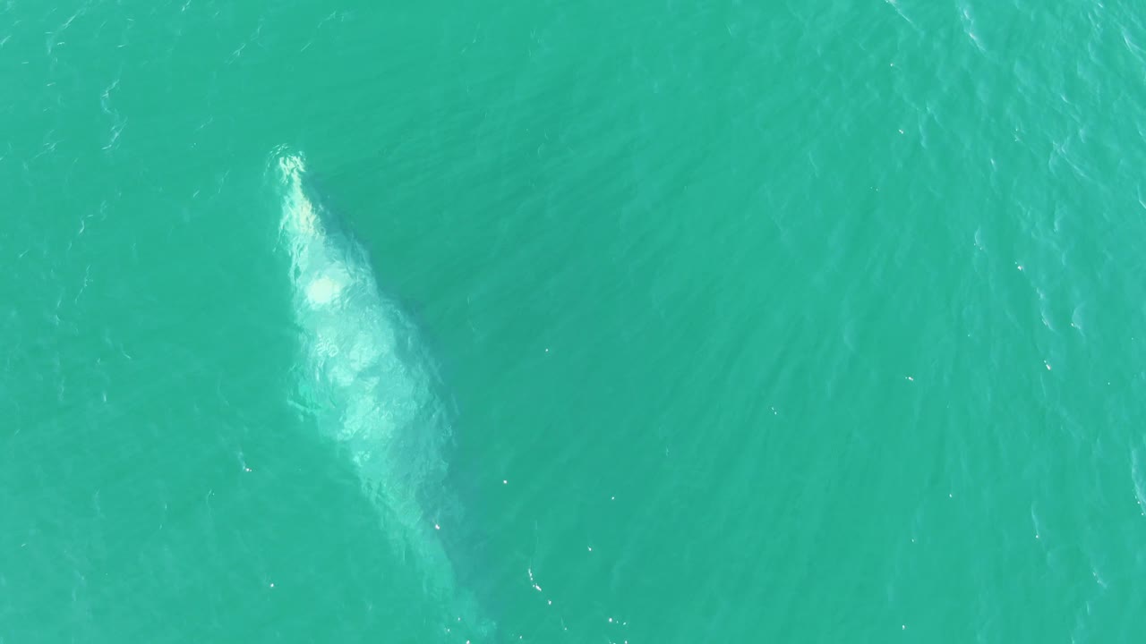 Whale shape below turquoise ocean surface