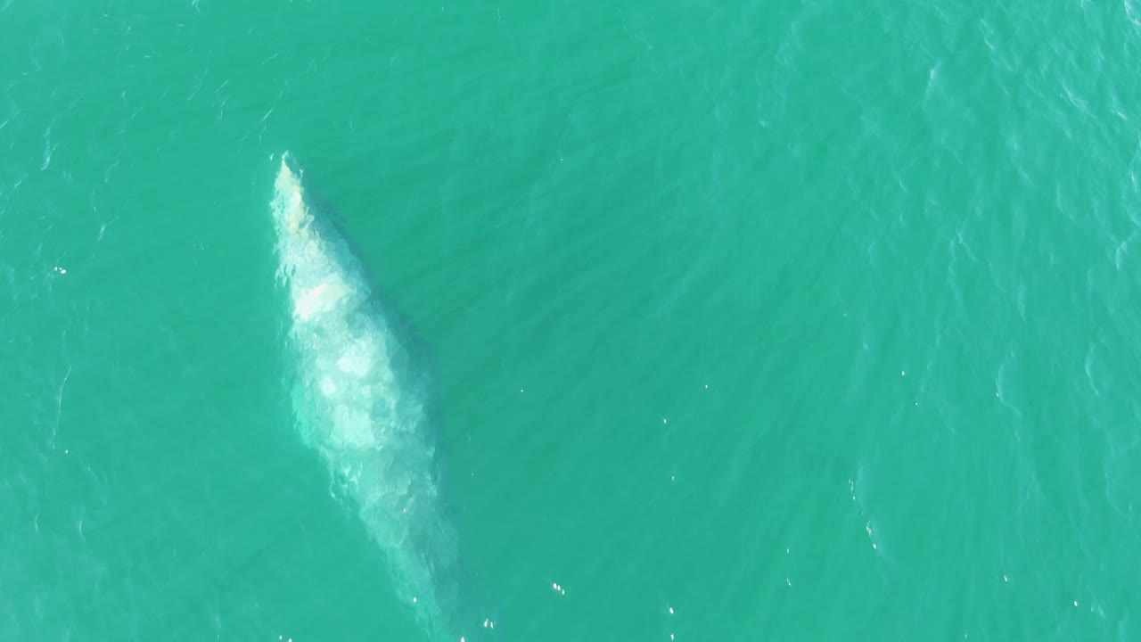 Overhead aerial frame at Buzzards Beach with the whale closer to the surface, its pale back and small white disturbance visible in open turquoise water, with no visible people.
