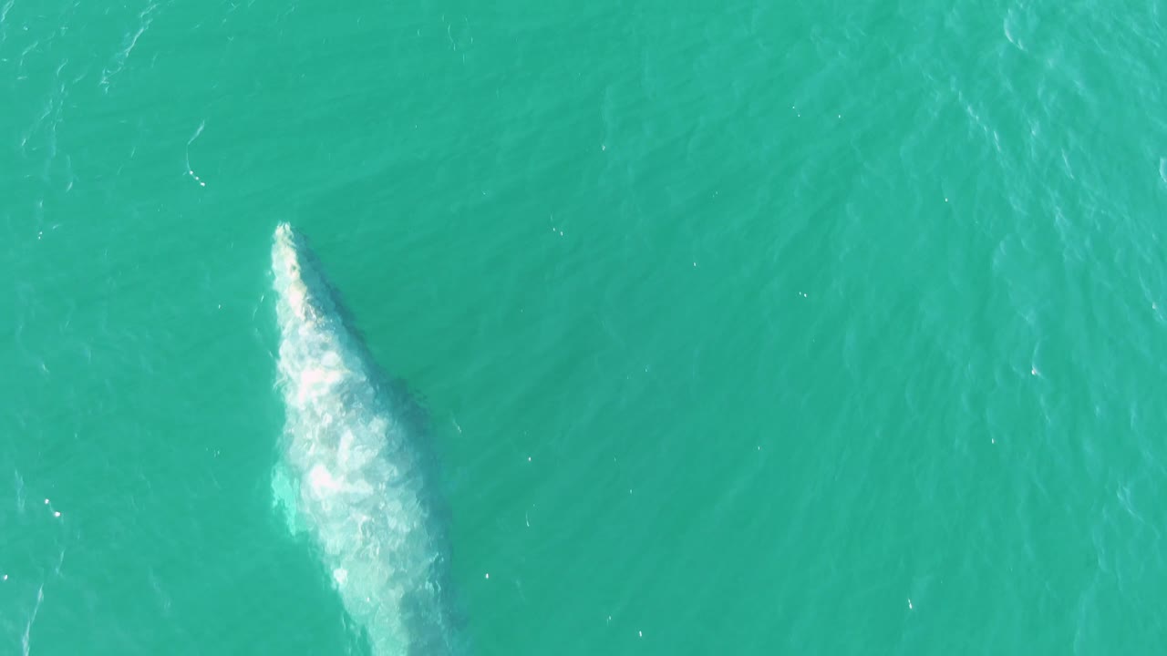 A high overhead view at Buzzards Beach, Baja California Sur, Mexico, shows the whale breaking the surface with brighter white spray against turquoise water and no visible people.