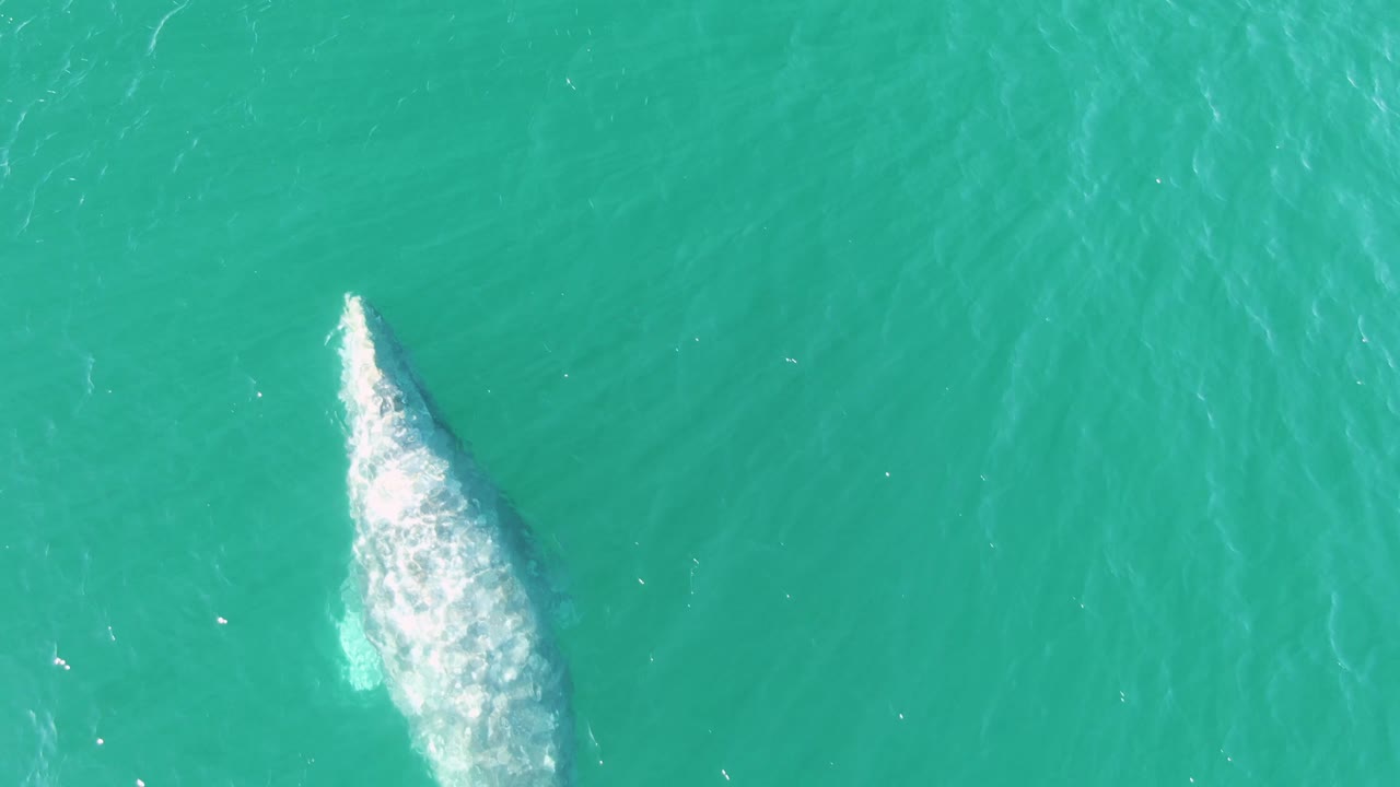 Overhead frame from Buzzards Beach showing the whale partly surfaced near the lower left of open turquoise water, with a foamy white edge and no visible people.