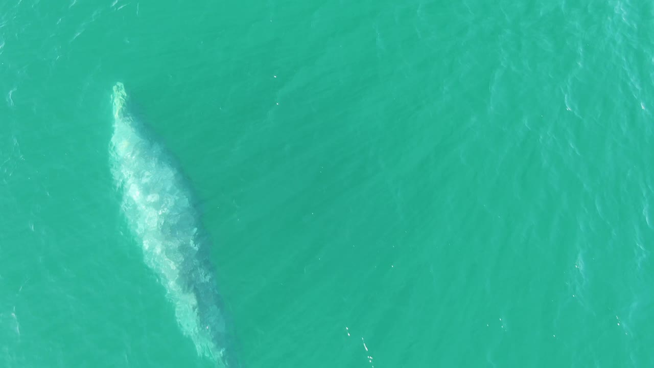 Top-down view of a whale just under turquoise ocean water.