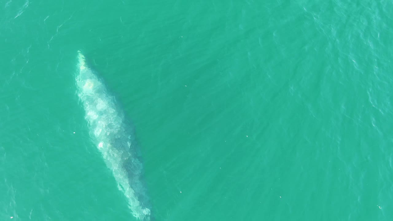 At Buzzards Beach in Baja California Sur, the whale is centered in a top-down view with a brighter foamy patch along its back and no visible people.