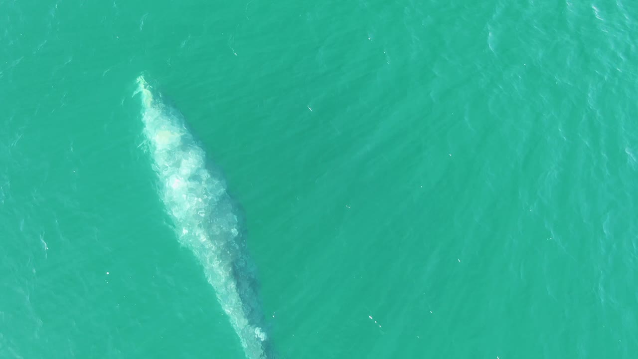 At Buzzards Beach in Baja California Sur, the whale sits high in the frame under turquoise water, with a compact white disturbance near its upper back and no visible people.