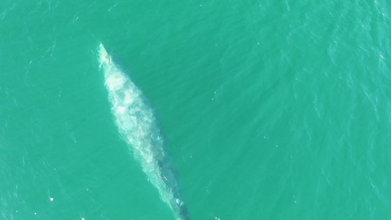 At Buzzards Beach in Baja California Sur, the whale appears lower and left in the frame, partly covered by foamy water as it moves through the turquoise ocean, with no visible people.