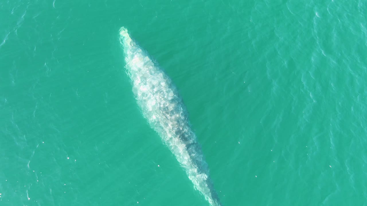 Overhead view of a whale under turquoise ocean water.