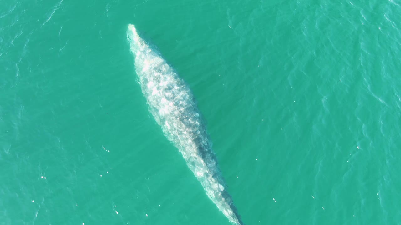At Buzzards Beach East Cape BCS Mexico, the whale is centered higher in the frame, its light back and foamy trail visible through the turquoise water with no visible people.