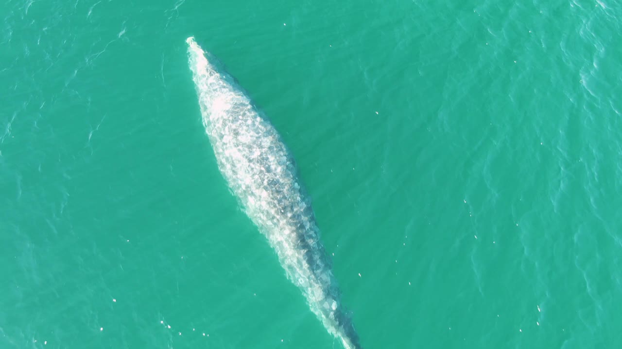 At Buzzards Beach East Cape BCS Mexico, the whale sits toward the upper right of the overhead frame, leaving a bright wake against open turquoise water and no visible people.