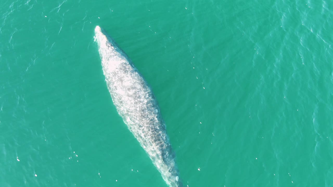 At Buzzards Beach East Cape BCS Mexico, the whale is angled along the left side of the overhead frame, with its submerged body and textured wake visible in turquoise water and no visible people.