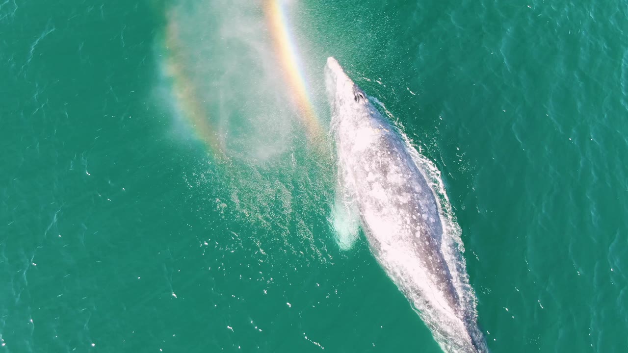 Overhead view at Buzzards Beach, Baja California Sur, showing a whale surfacing in turquoise water with a rainbow in the spray and no visible people.