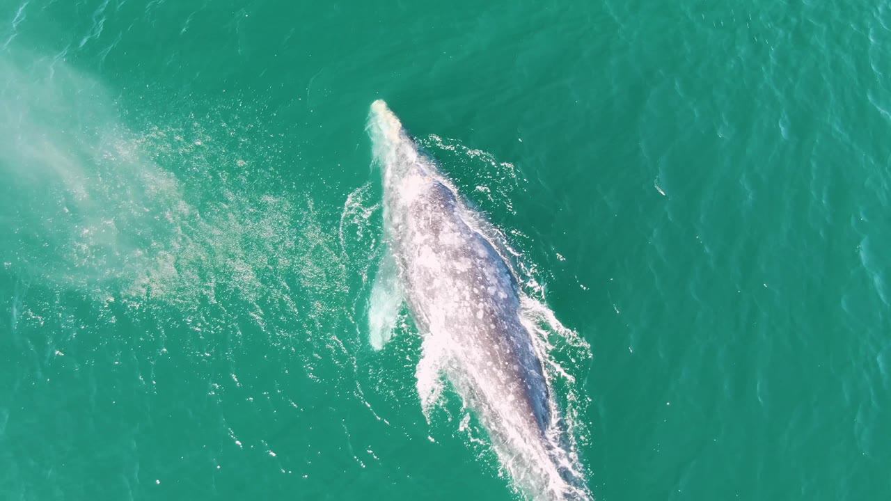 Aerial frame from Buzzards Beach, Baja California Sur, with the whale angled through clear turquoise water and a fading pale spout cloud nearby, no visible people.