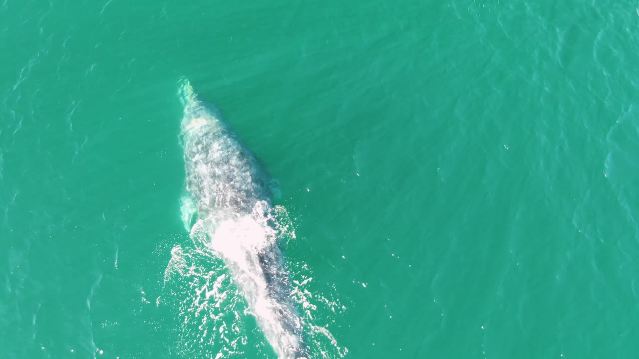 Whale turning downward beneath turquoise water with surface foam