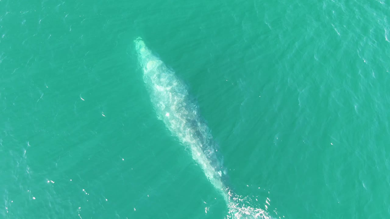 Whale beneath turquoise ocean water with a small tail splash.