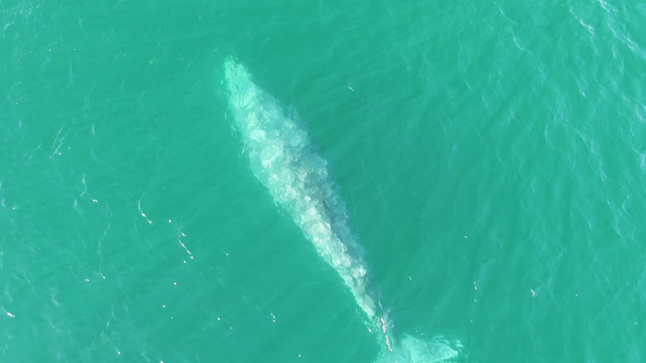 Overhead view of the whale farther across the turquoise water at Buzzards Beach, with pale body detail visible beneath the surface and no visible people.