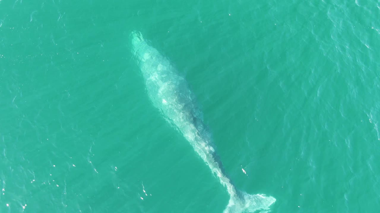 Overhead frame of the whale in turquoise ocean at Buzzards Beach, with stronger white turbulence at the tail and no visible people.