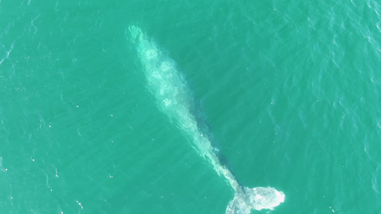 Overhead frame of the whale angled through clear turquoise water in Baja California Sur, with a bright white splash at the lower edge and no visible people.