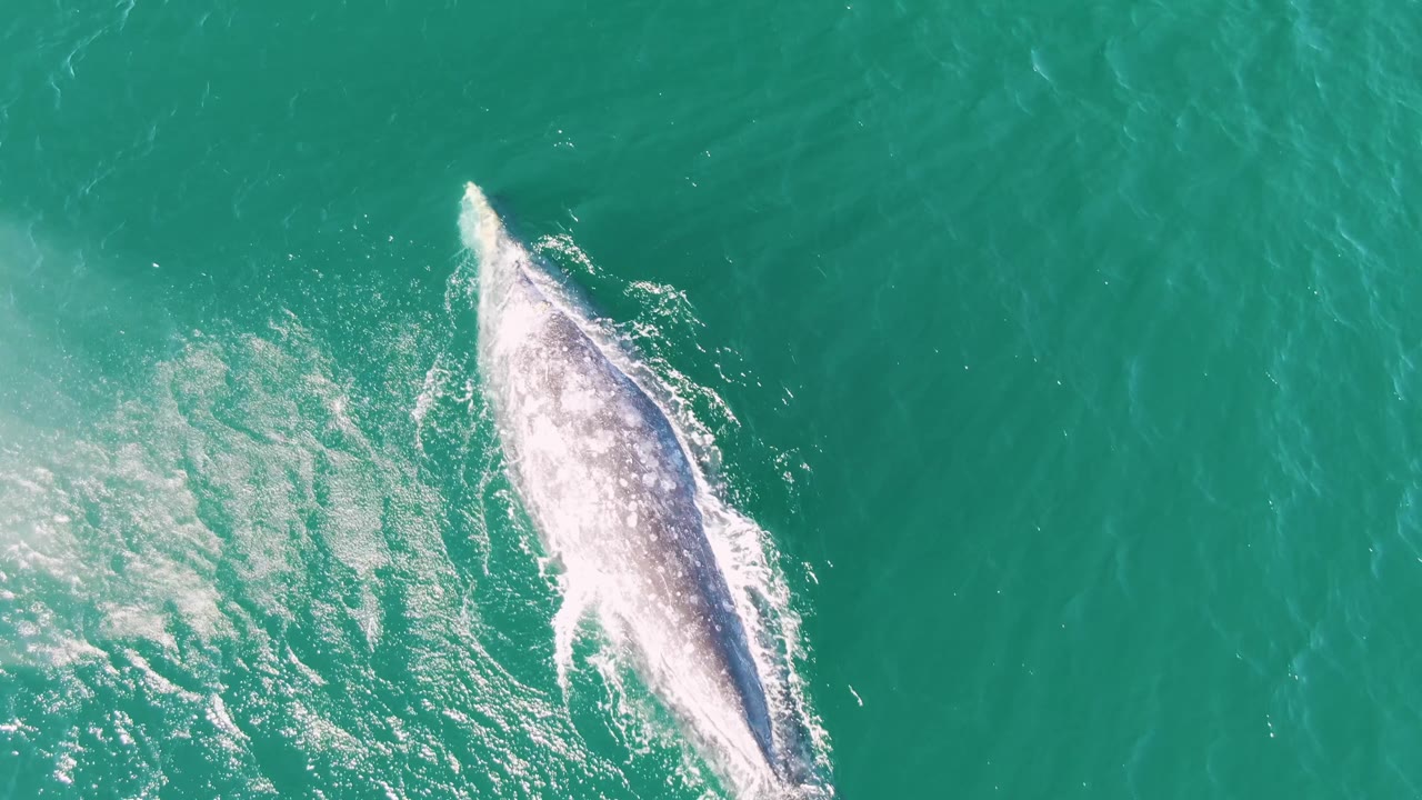 Whale breaking the turquoise ocean surface with white splash around its body.