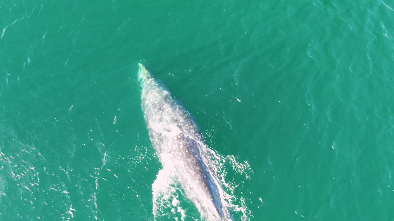 Aerial frame of the whale in turquoise water near Buzzards Beach, Baja California Sur, with foam along its body and open water surrounding it, no visible people.