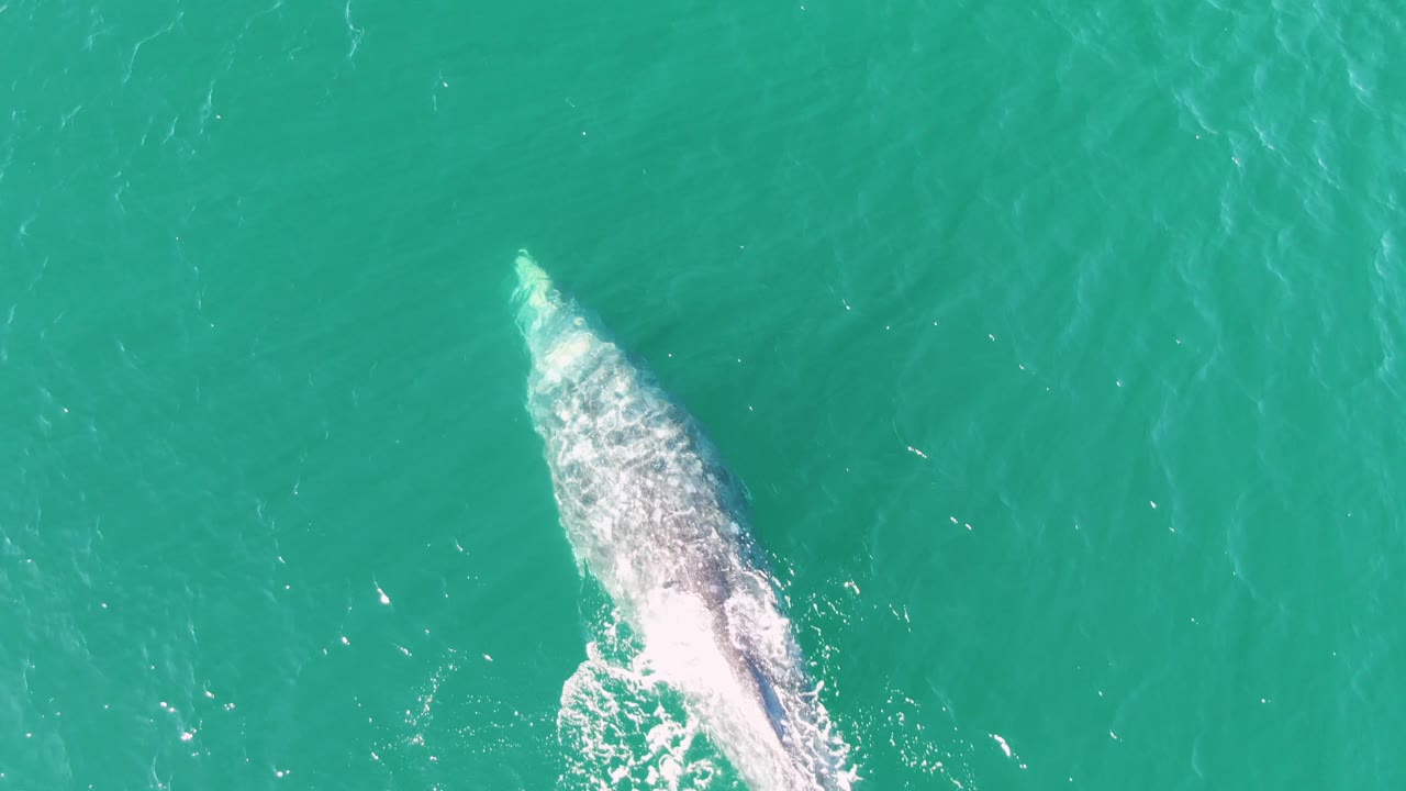 The whale appears partly submerged in the turquoise water off Buzzards Beach, Baja California Sur, with whitewater concentrated along one side and no visible people.