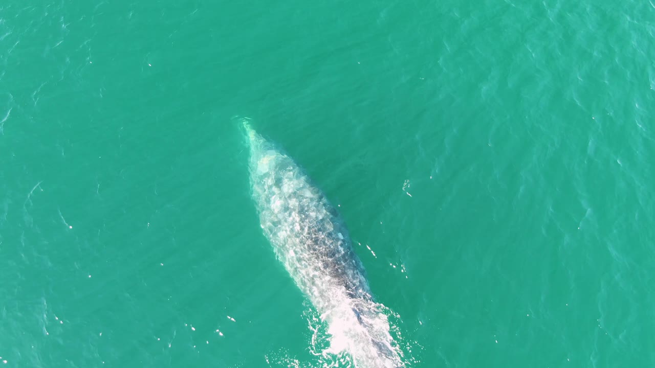 A whale shape is visible below the green-blue surface near Buzzards Beach, Baja California Sur, with a small foam patch at the rear and no visible people.