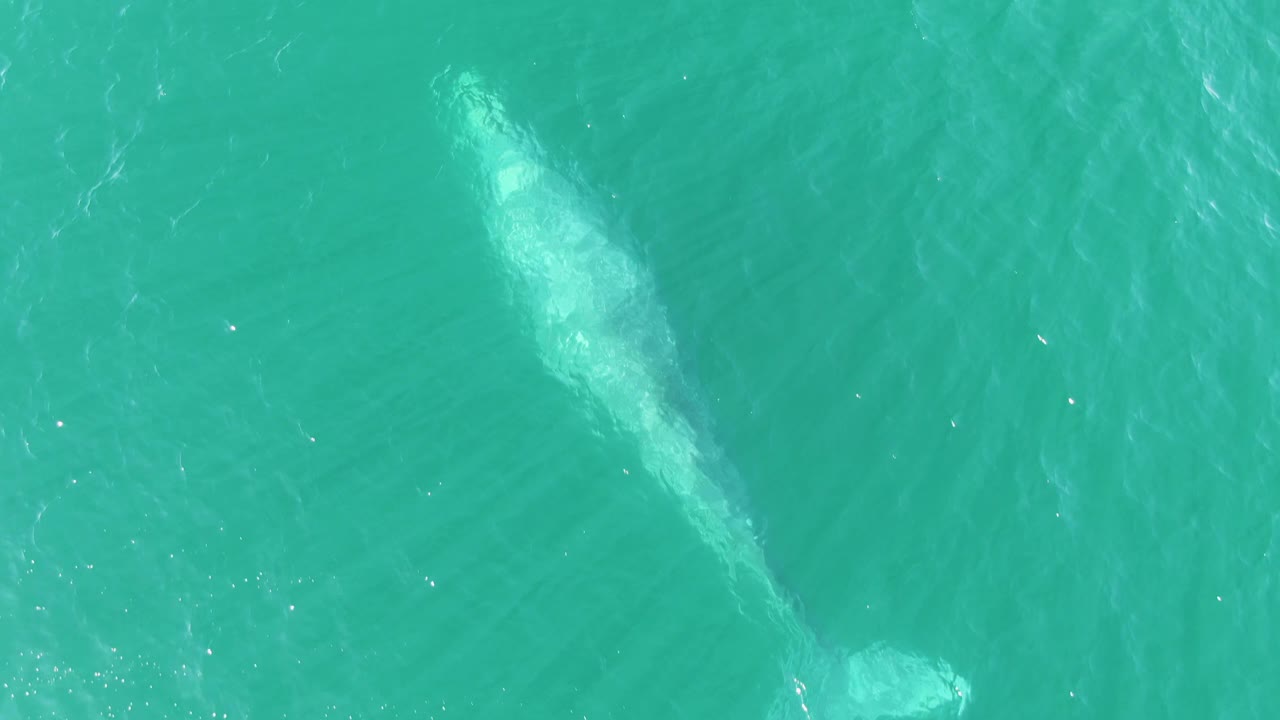 A whale appears below clear turquoise water at Buzzards Beach in Baja California Sur, with a pale wake trailing behind it and no visible people.