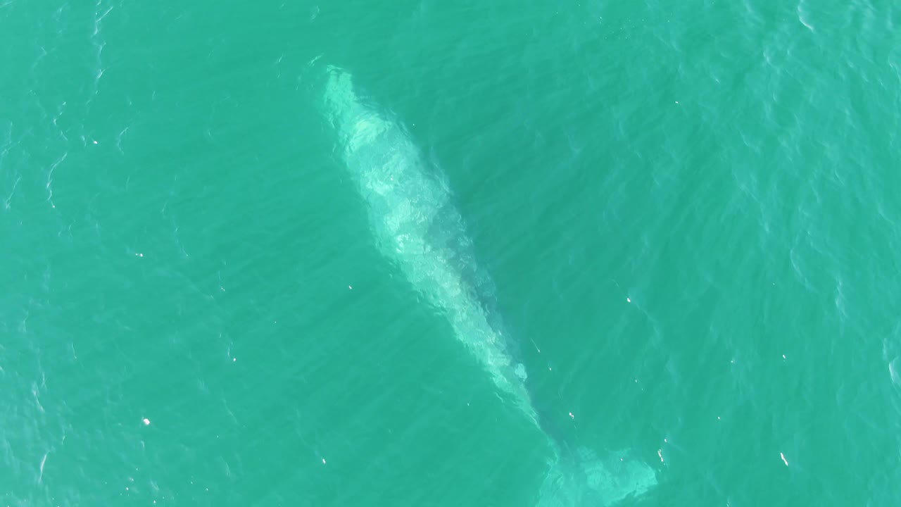 The whale is centered under the turquoise surface at Buzzards Beach, with brighter white disturbance near its tail and no visible people.