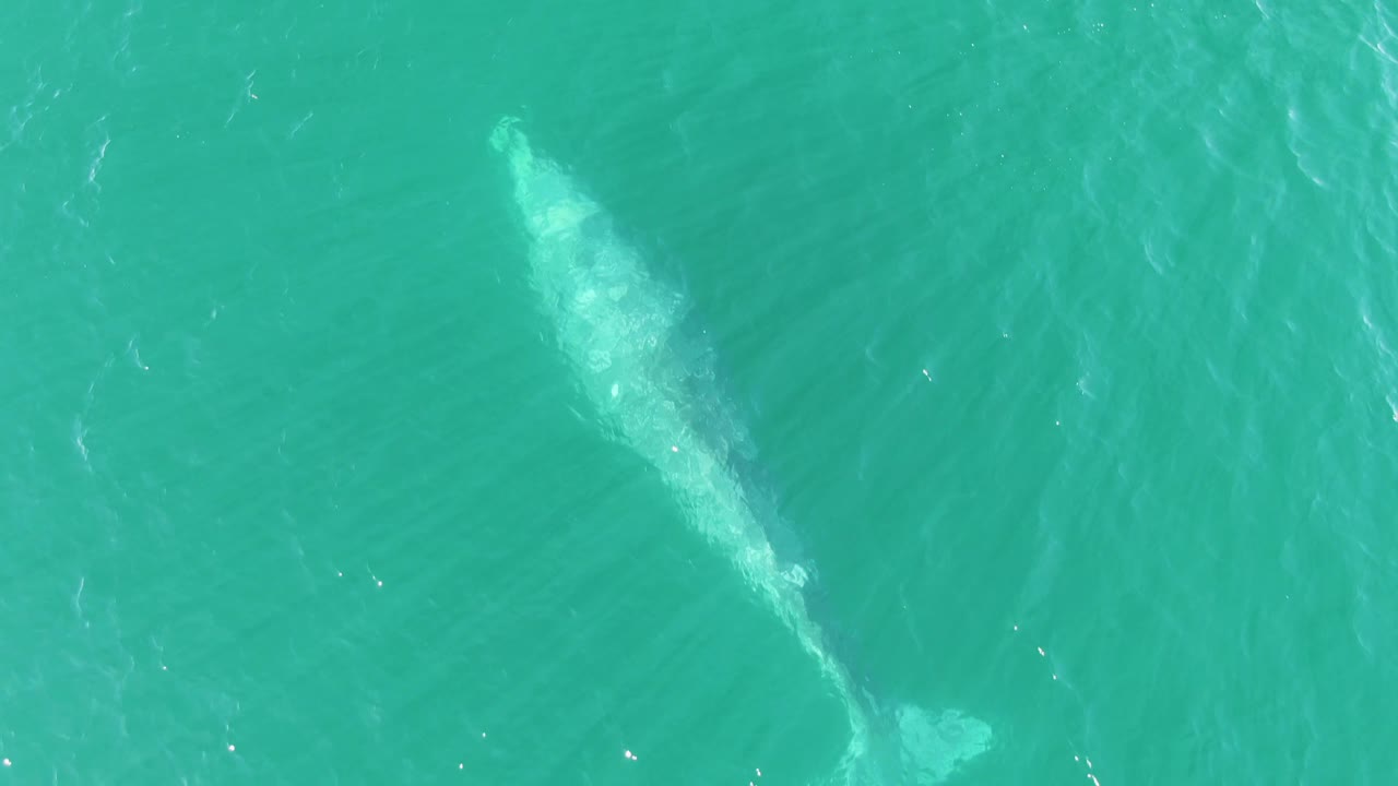 A pale whale form sits beneath the clear water in Buzzards Beach, Baja California Sur, with a compact patch of foam near the lower end and no visible people.