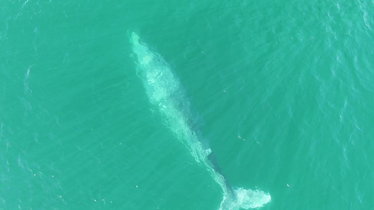 Whale swimming below green-blue ocean surface.
