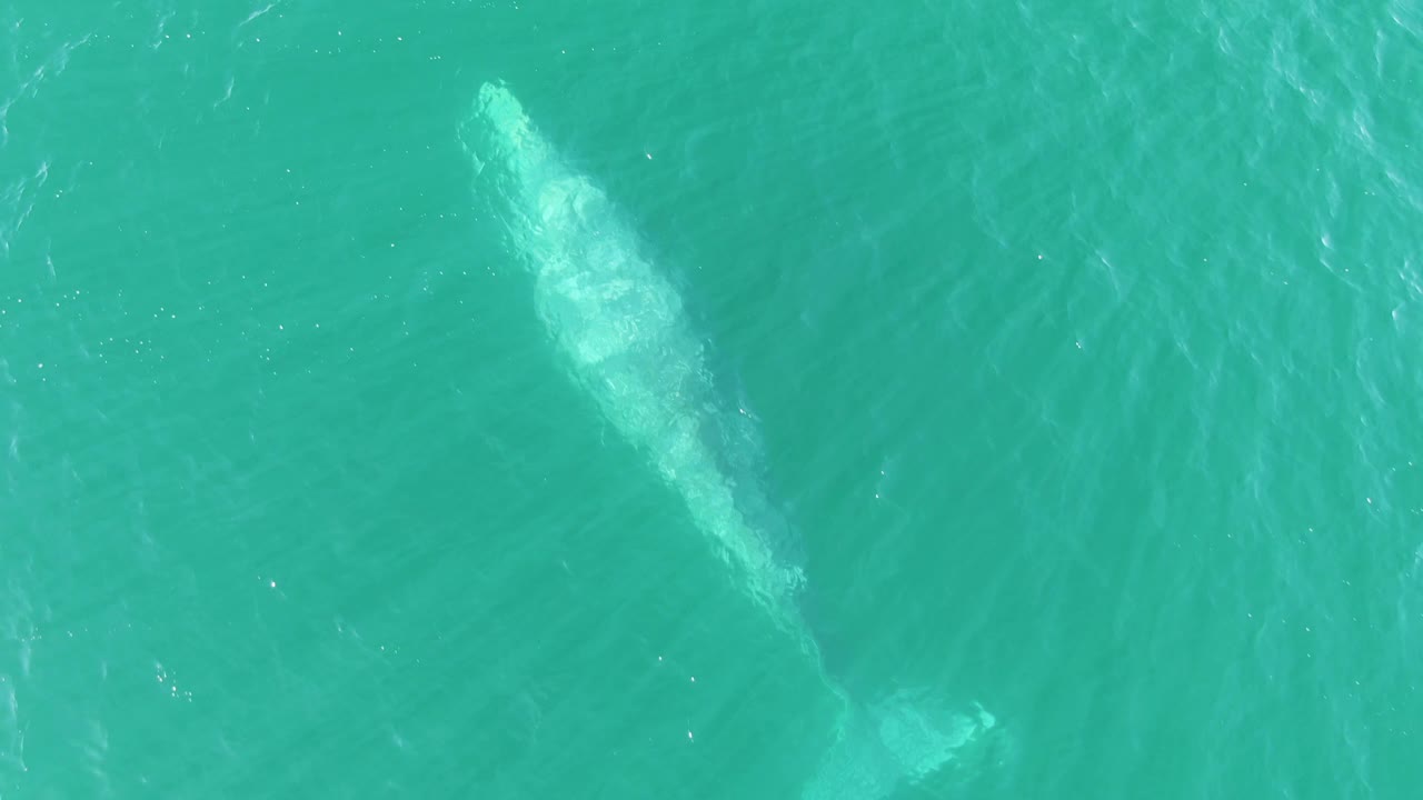 Overhead frame at Buzzards Beach, Baja California Sur, showing a whale just below the turquoise ocean surface with its pale body angled across the frame and no visible people.
