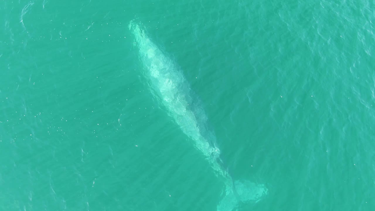 Overhead view at Buzzards Beach, Baja California Sur, with the whale slightly farther through the frame, tail and body readable below rippled turquoise water and no visible people.