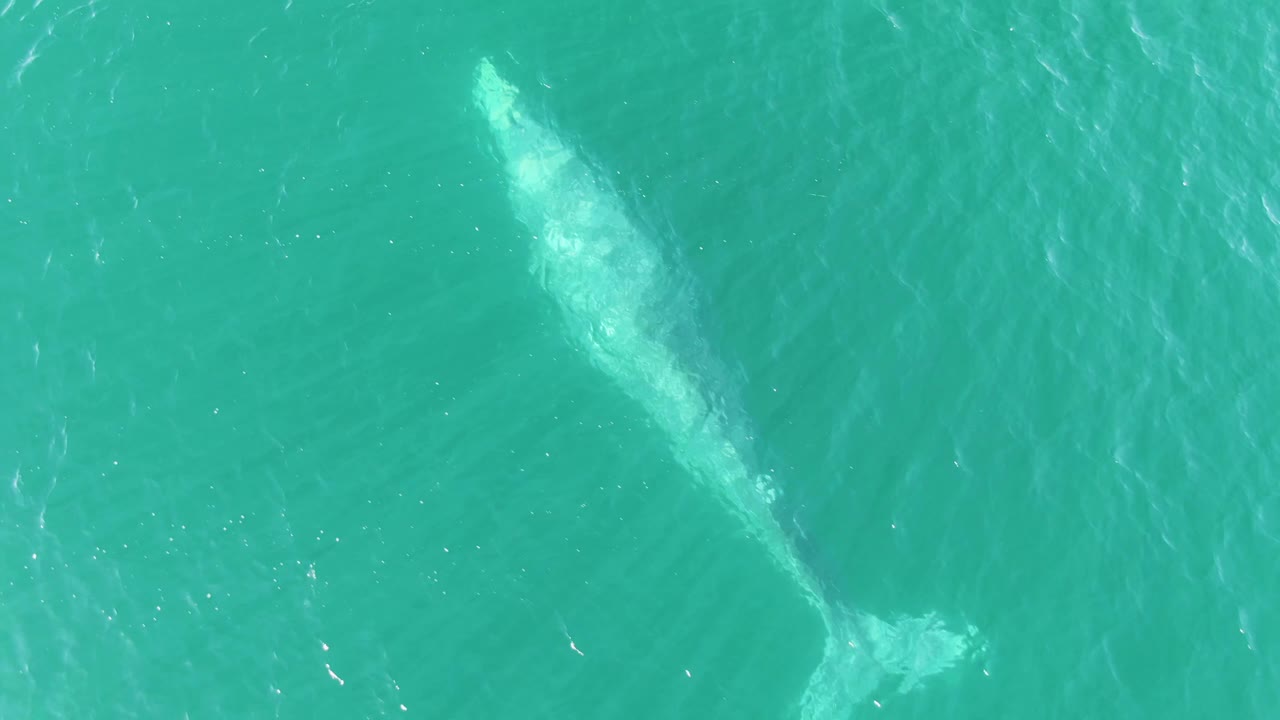 At Buzzards Beach, Baja California Sur, the whale remains under the surface in a clean overhead frame, with brighter water texture around its body and no visible people.