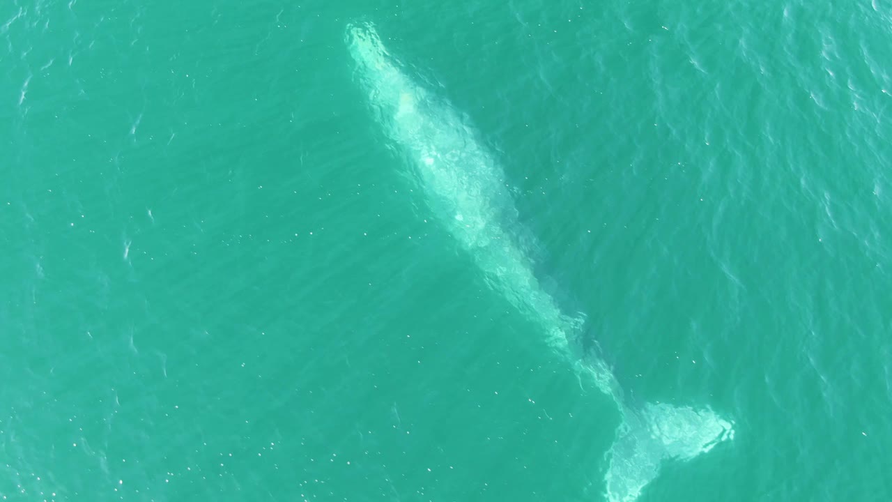 Overhead Buzzards Beach frame showing the whale angled through clear turquoise water, with the tail closer to the lower edge and no visible people or vessels.