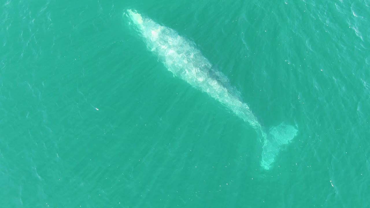 Overhead view of a whale beneath clear turquoise water at Buzzards Beach, Baja California Sur, with ripples around its pale back and no visible people.