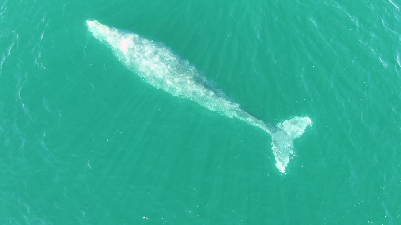 Overhead frame of the whale in Buzzards Beach turquoise water, with brighter white wash along the back and a distinct tail near the right side, with no visible people.
