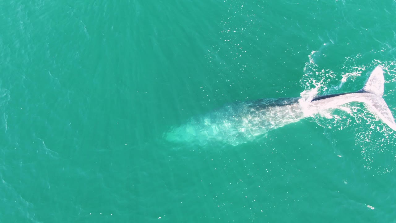 Whale tail and body visible in turquoise water from above.