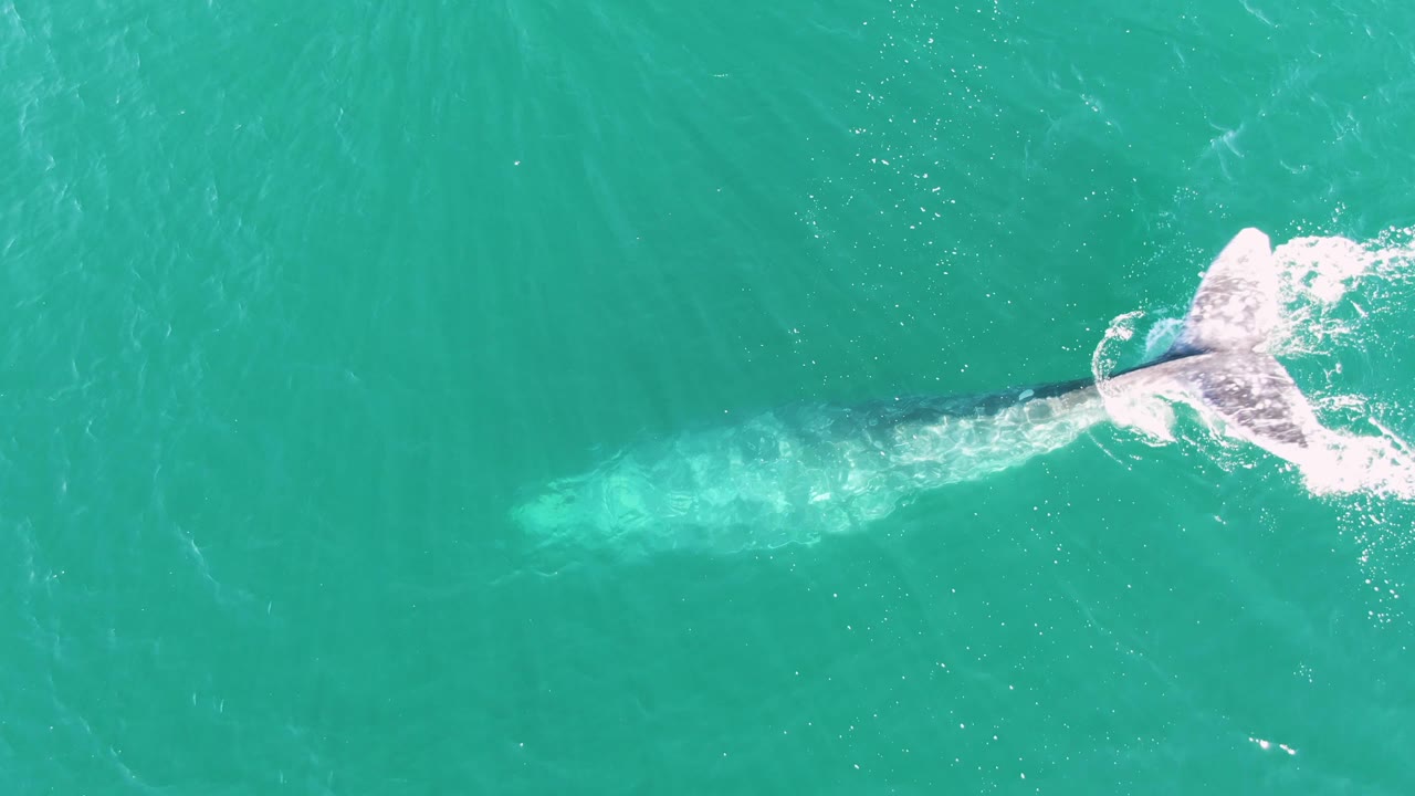 Overhead frame from Buzzards Beach East Cape BCS Mexico with the whale flukes bright at the surface, white water around the tail, and the body visible below, with no visible people.