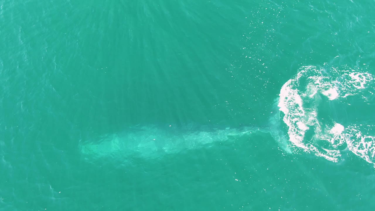 Overhead frame at Buzzards Beach East Cape BCS Mexico showing the whale's pale submerged body across turquoise water and a circular patch of white foam nearby, with no visible people.