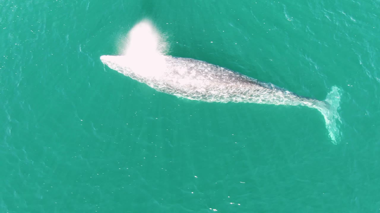 Top-down view of a humpback whale at Buzzards Beach, Baja California Sur, Mexico, with a bright white spout rising near its head and no visible people.