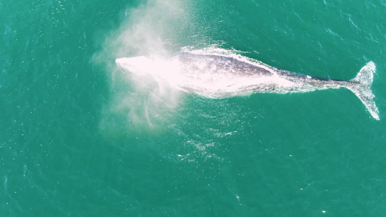 Humpback whale stretched across turquoise water with mist above its back.