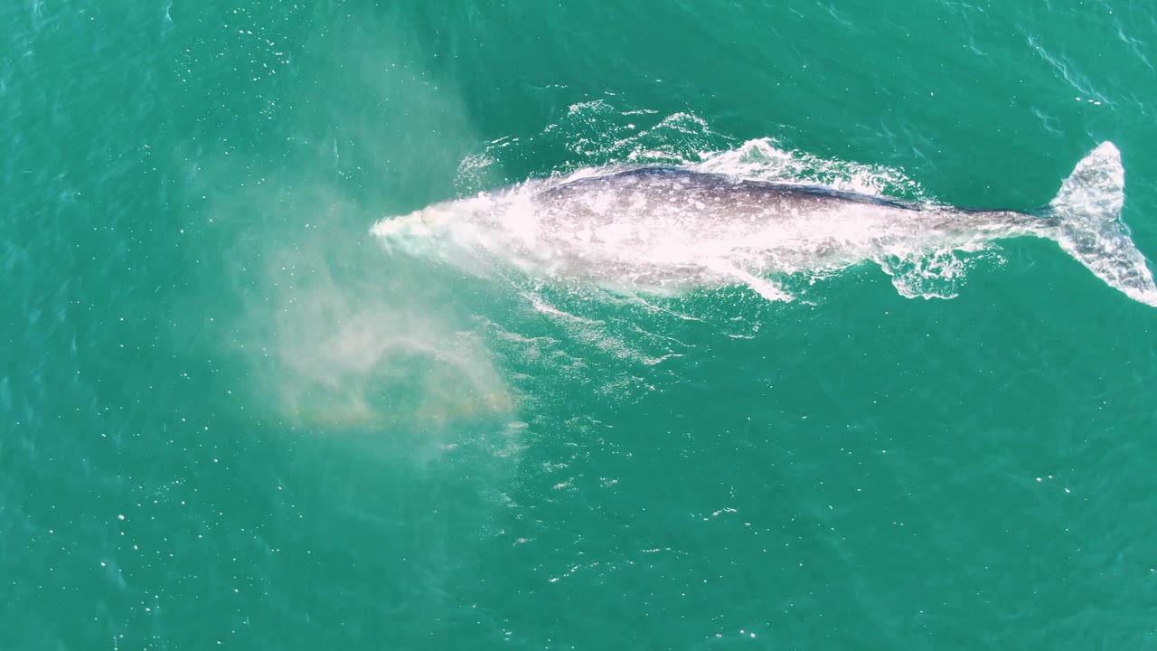 Top-down view of the humpback whale at Buzzards Beach with white foam tracing its back and tail as it swims through turquoise ocean, with no visible people.