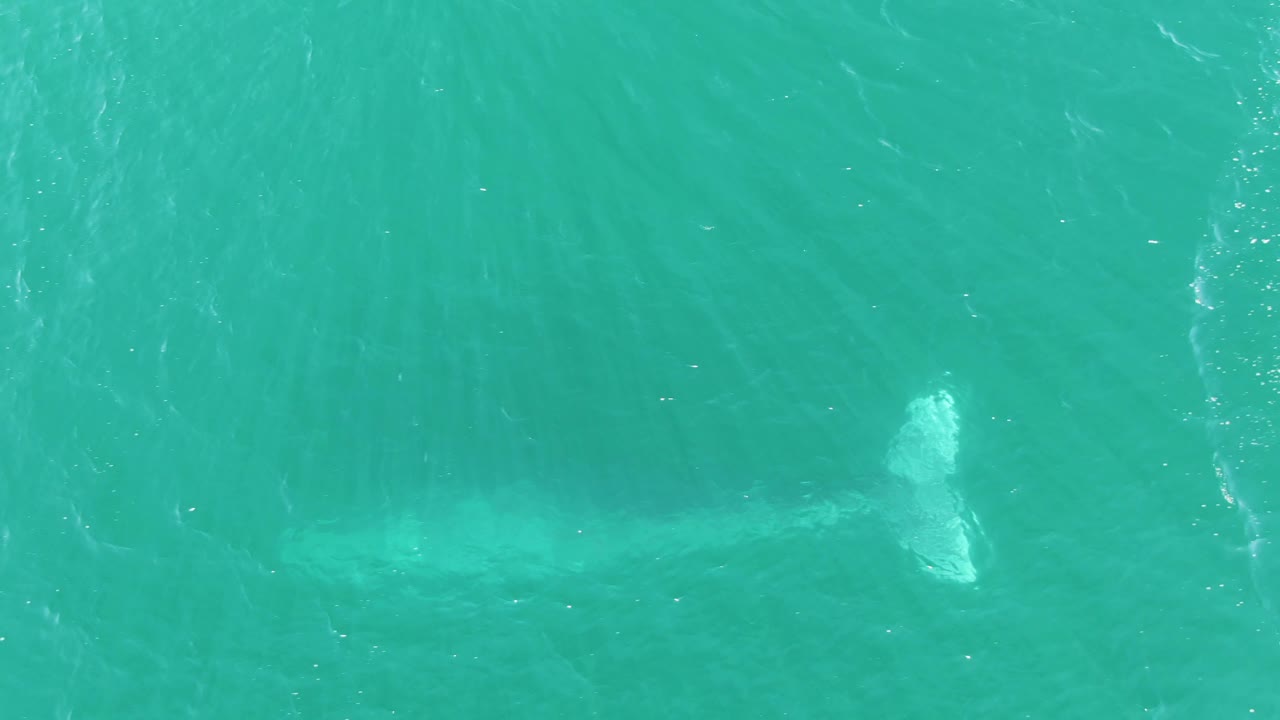 Faint whale shape under turquoise ocean water