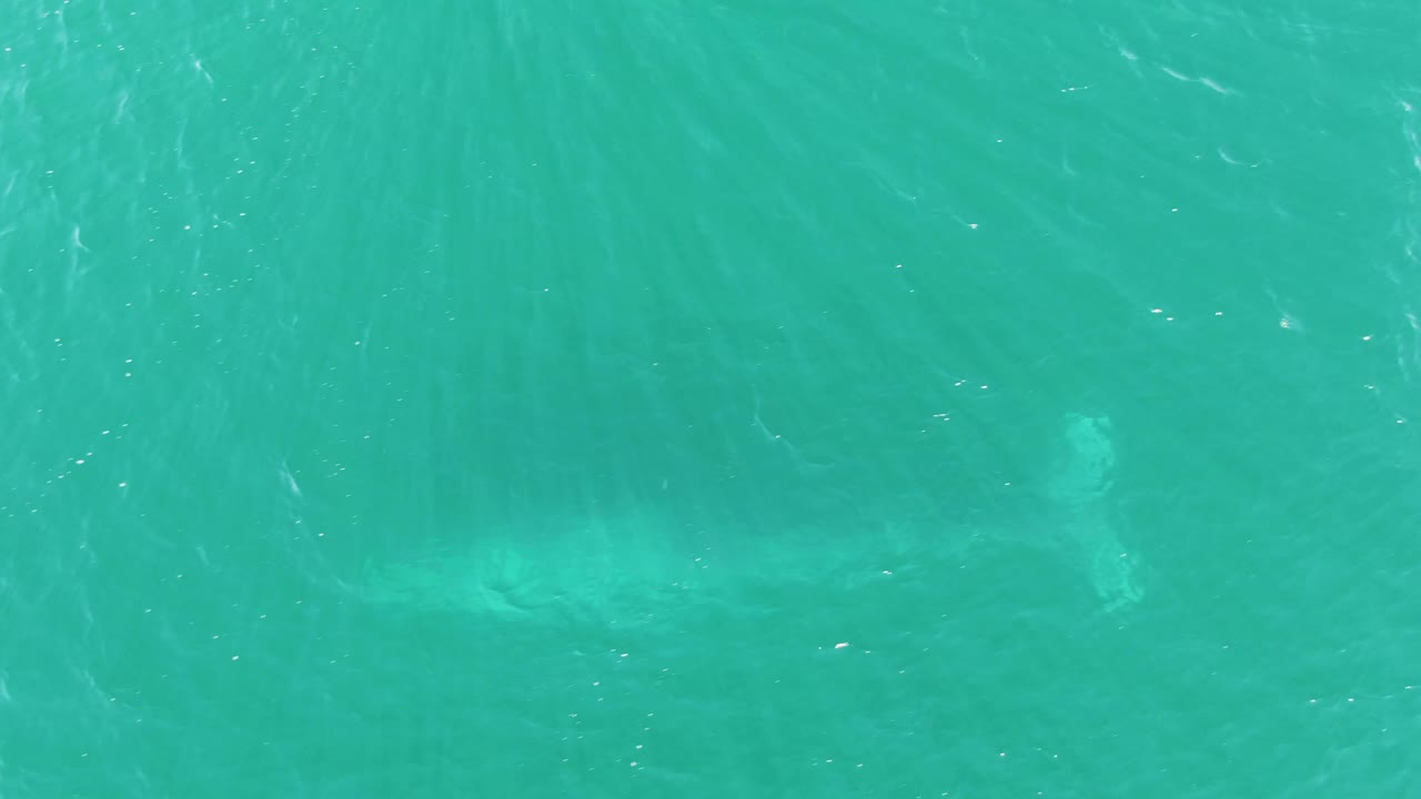 The whale's tail area is visible under rippled turquoise water at Buzzards Beach, Baja California Sur, while the body blends into the water and no people are visible.