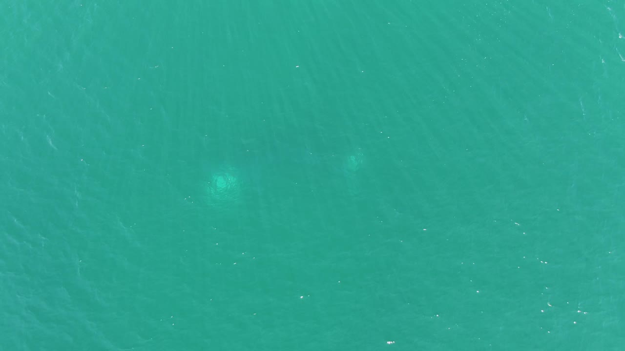 Translucent jellyfish under turquoise ocean water